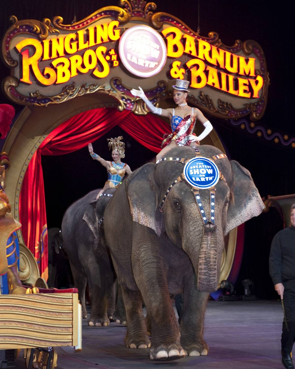 La guerra degli animali Cosa si nasconde dietro il tendone del circo