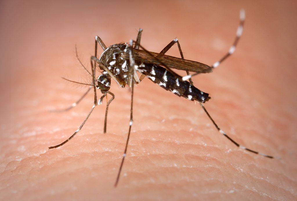 Contro le zanzare basta mulinare le braccia (ma solo se possono pungere qualcun altro)