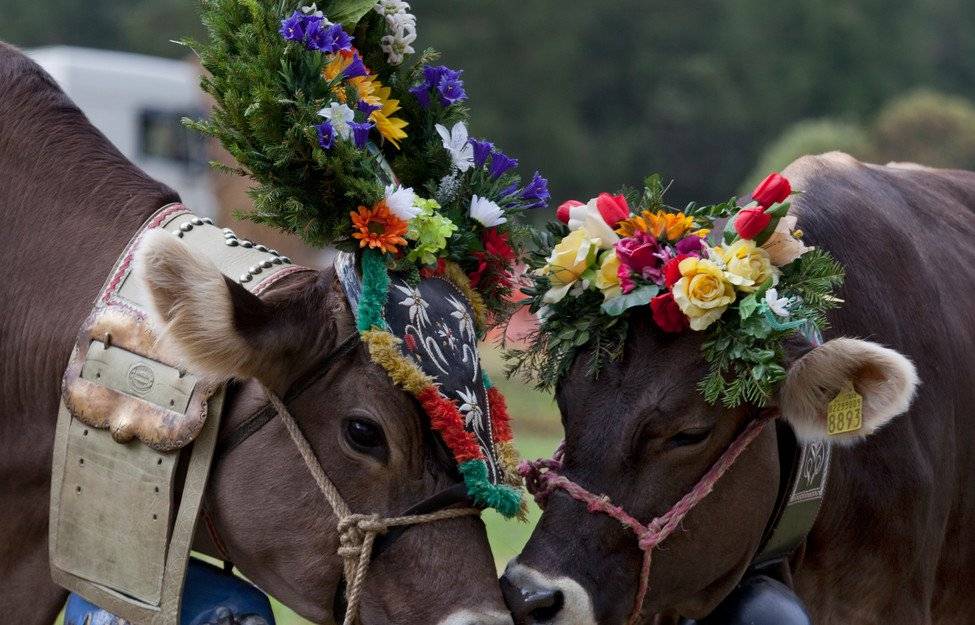 Val di Fiemme, festa con la parata delle mucche e i sapori d'autunno