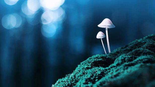I funghi magici che risvegliano dalla depressione