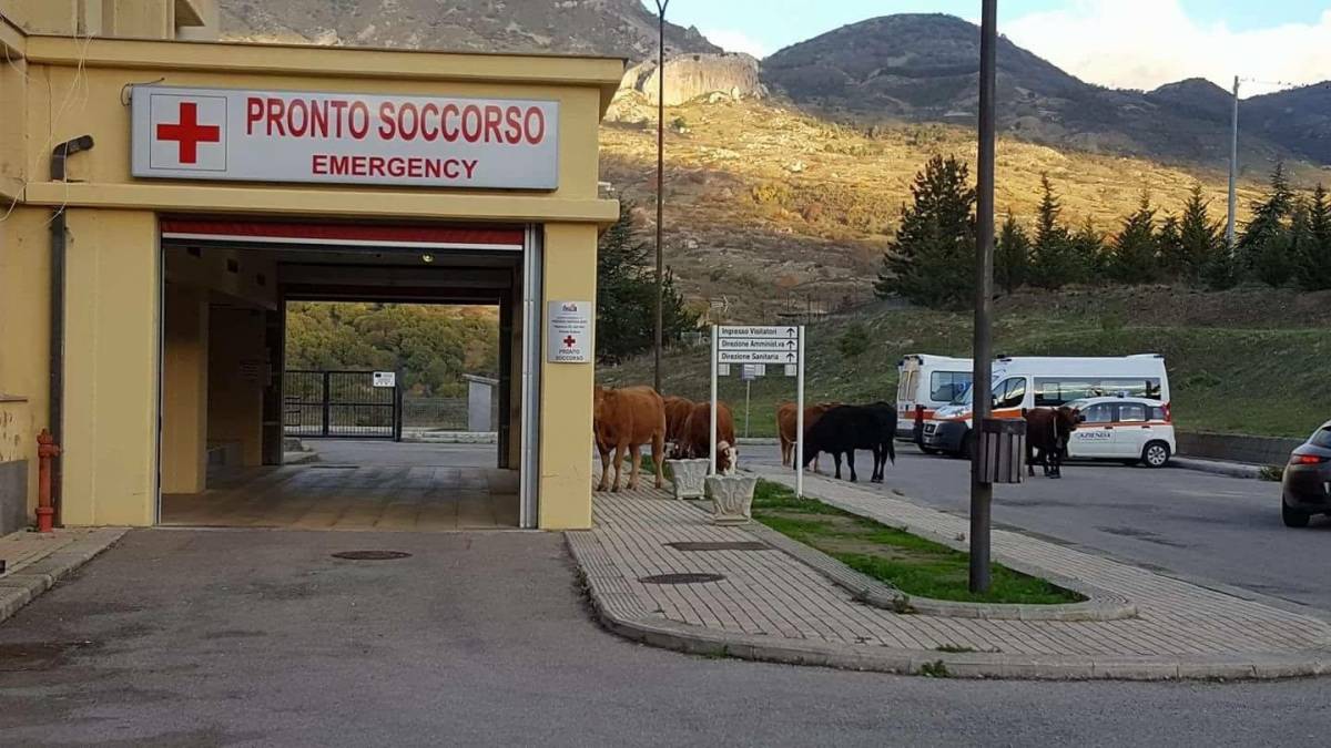 Sicilia, se al Pronto Soccorso ci sono più mucche che letti