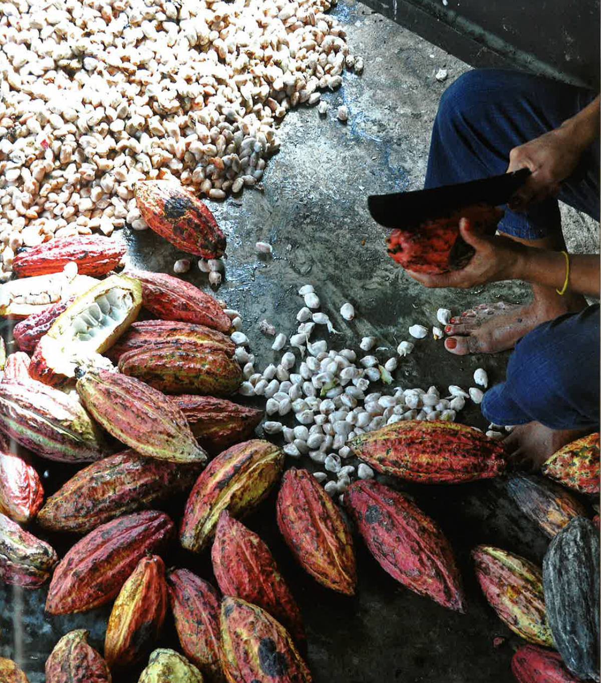 Vita, morte e miracoli Tutta la verità sul cacao