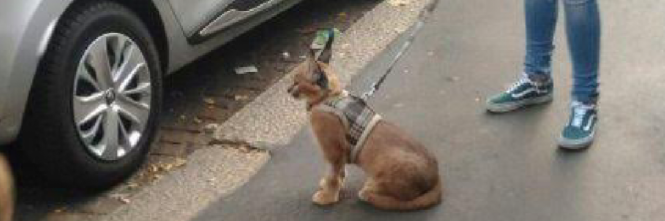 Caracal a Milano, la proprietaria: "È un cucciolo ibrido"