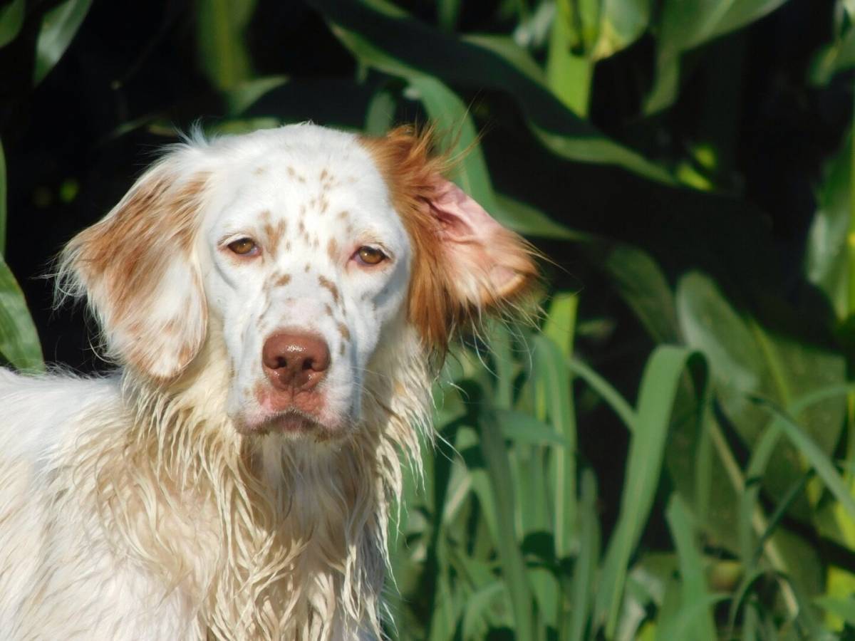 Ingerisce droga ai giardinetti, setter inglese ricoverato