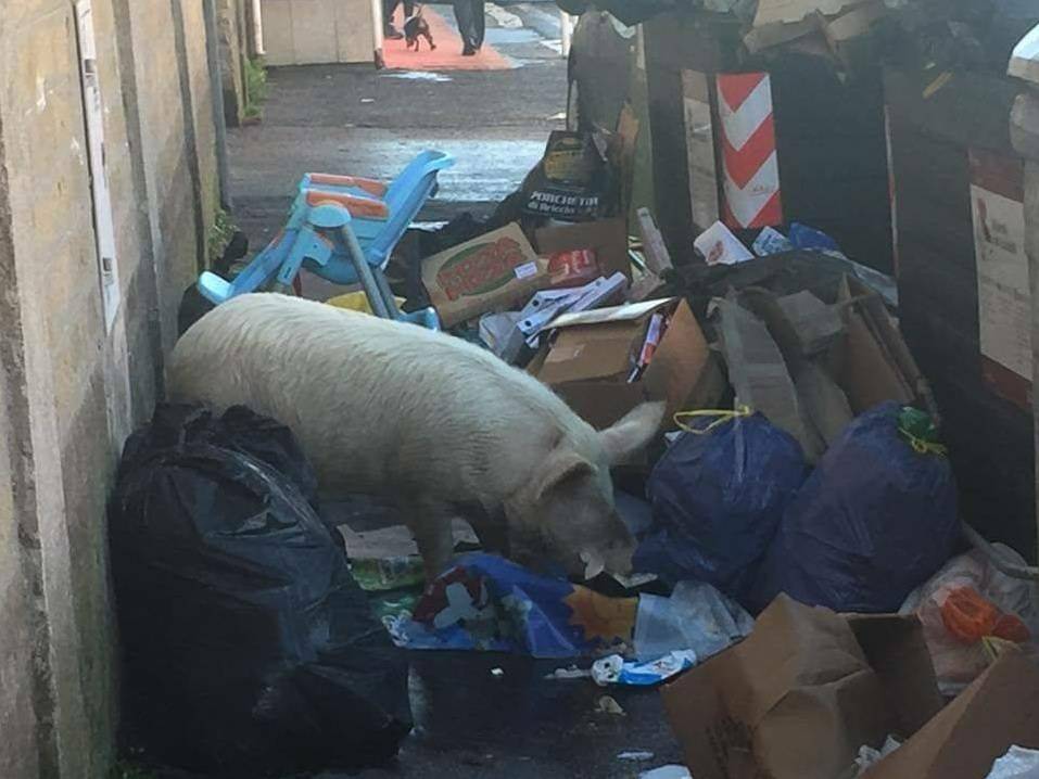 Roma, un maiale tra i rifiuti in strada. Meloni: "È il fallimento del M5S"