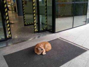 Udine, il padrone è in ospedale: il cane lo aspetta fuori per giorni