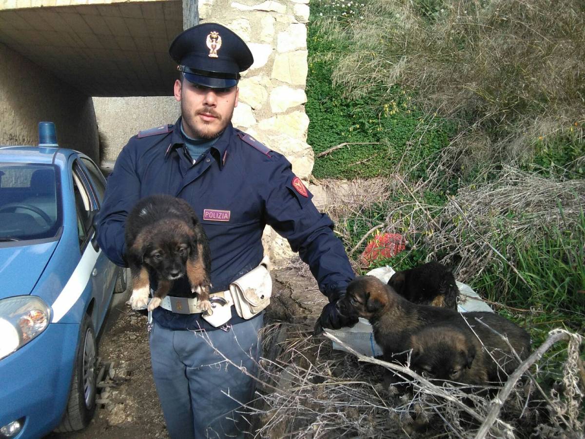 La polizia salva la vita a 4 cuccioli di meticcio chiusi in un sacchetto
