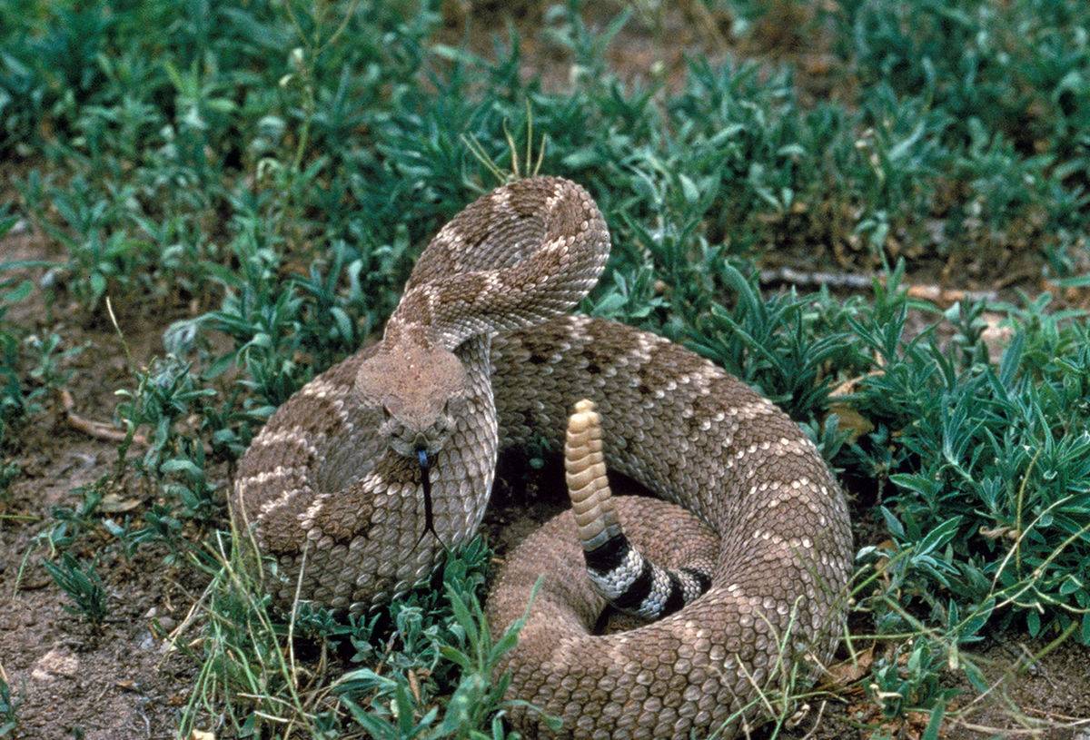 Texas, bimba morsa da un serpente: 40 dosi di antidoto per salvarla
