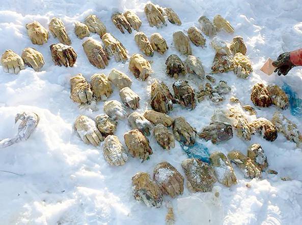 Russia, il mistero dietro al sacco con 54 mani mozzate e congelate