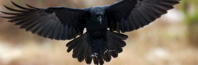 Ma nell'Ia (intelligenza animale) il corvo imperiale è un geniaccio