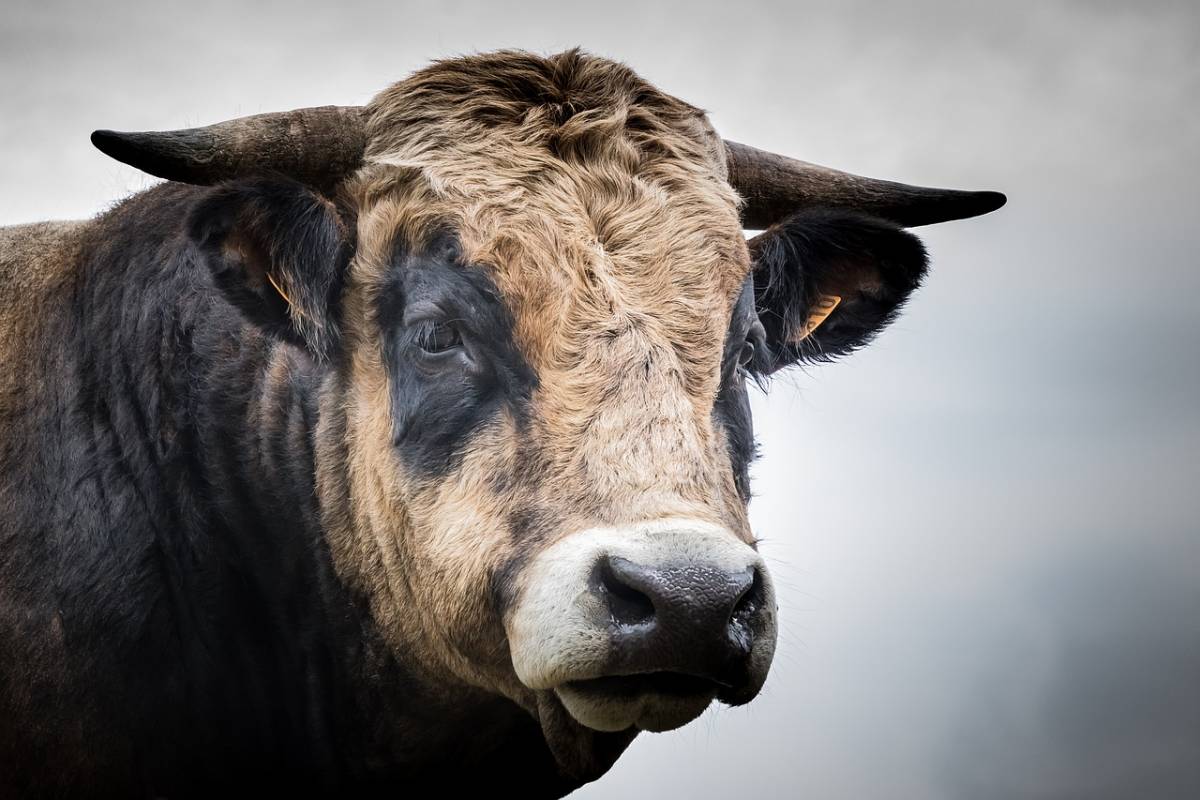 Preso a testate dal toro: allevatore ferito nella stalla