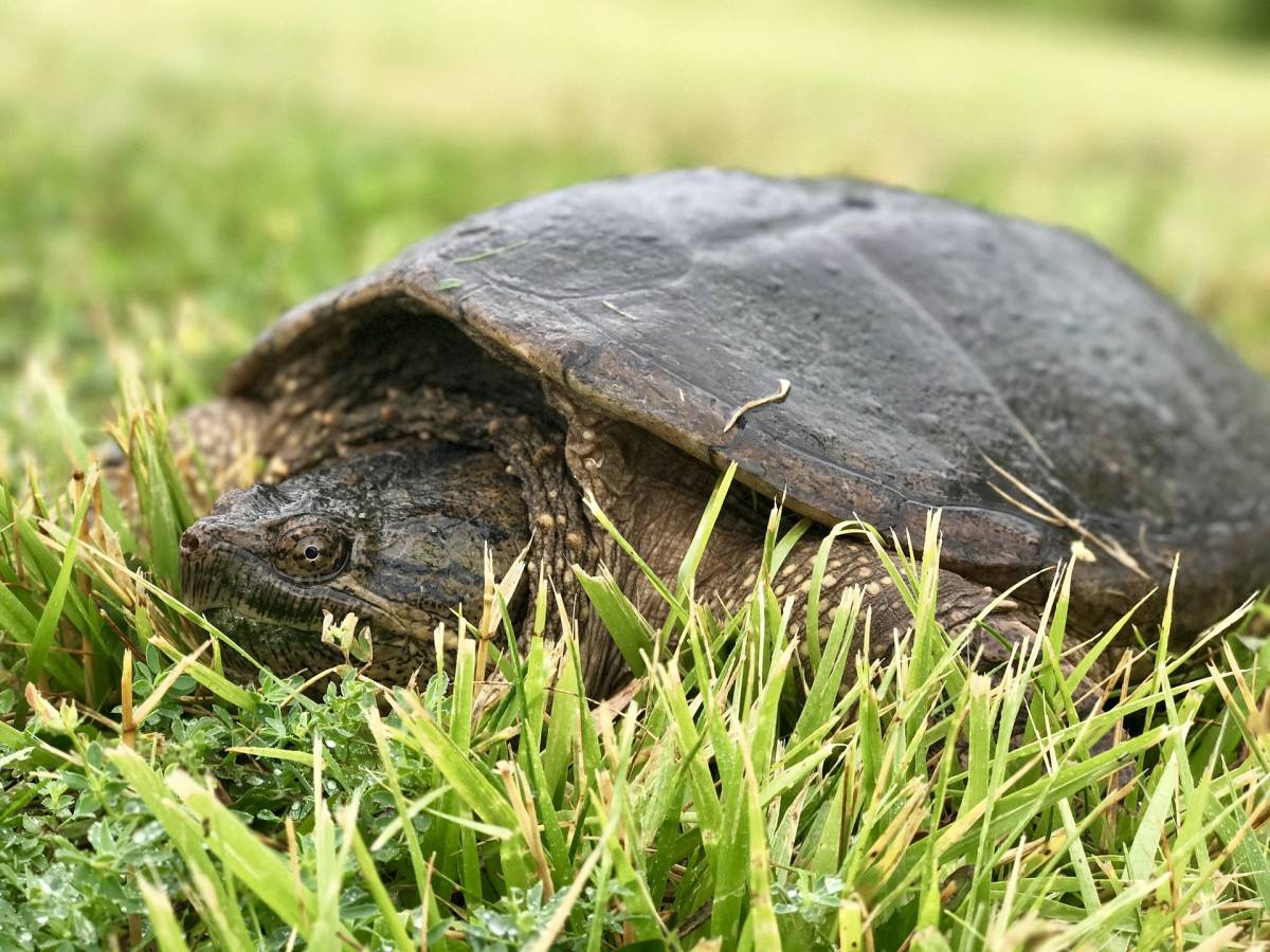 Trovata tartaruga azzannatrice a Pomigliano d’Arco: è pericolosa