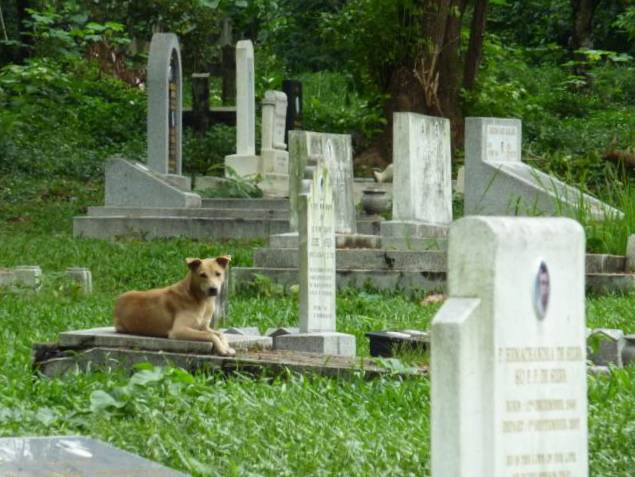 Nardò, ammessi gli animali domestici nel cimitero