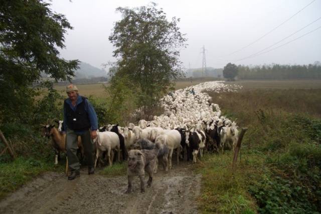 In Sardegna rischia di sparire la pastorizia
