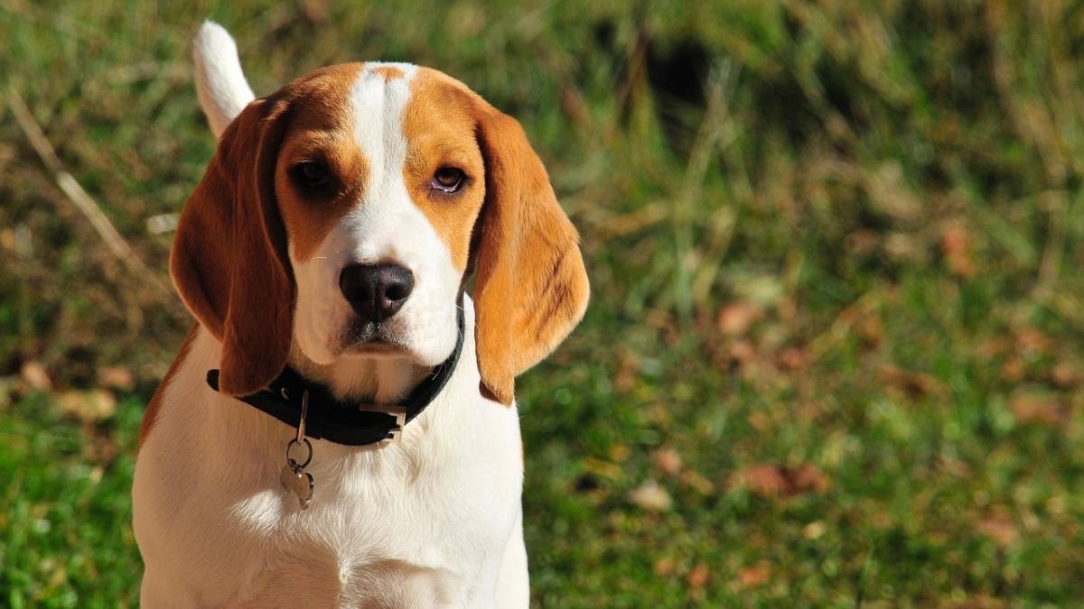 Royal Wedding, la storia del beagle salvato da Meghan