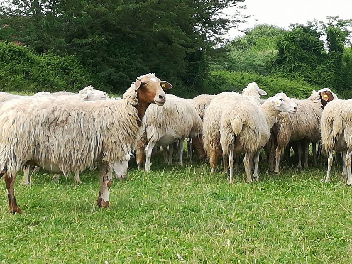 Pecore come tosaerba, dubbi e criticità sulla trovata della Raggi