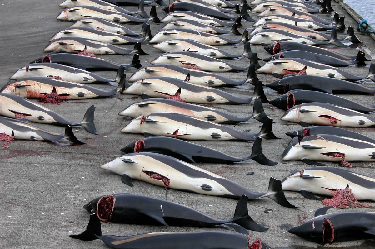 333 balene uccise con arpioni esplosivi: bufera sul Giappone