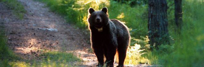 Goiat, il primo orso ribelle con un "foglio di via"  Dopo la Slovenia, ora anche Barcellona lo caccia