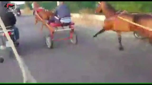 Messina, dieci condanne per le corse clandestine di cavalli