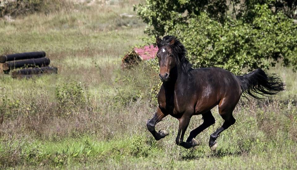 L'intelligenza del cavallo Capisce e interpreta le espressioni dell'uomo