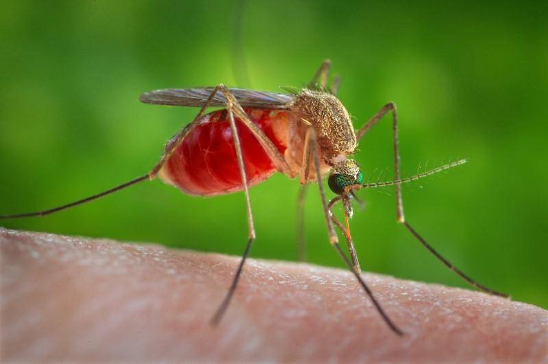 "Morbo di Keystone": la nuova malattia trasmessa dalle zanzare