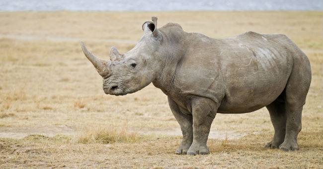 Fiocco azzurro  per il primo rinoceronte nato in provetta allo zoo