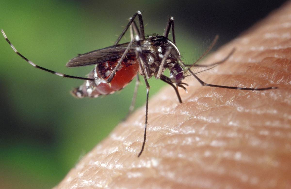 Le zanzare possono trasmettere il virus?