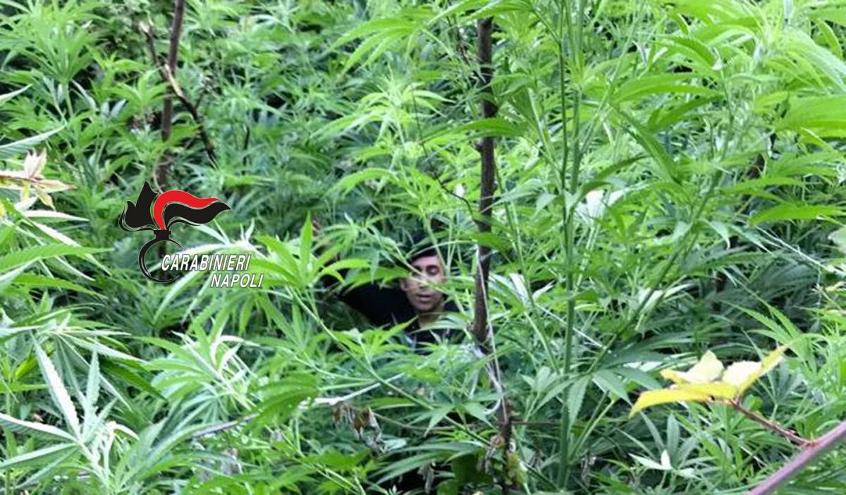 Scoperte e distrutte tre piantagioni di cannabis
