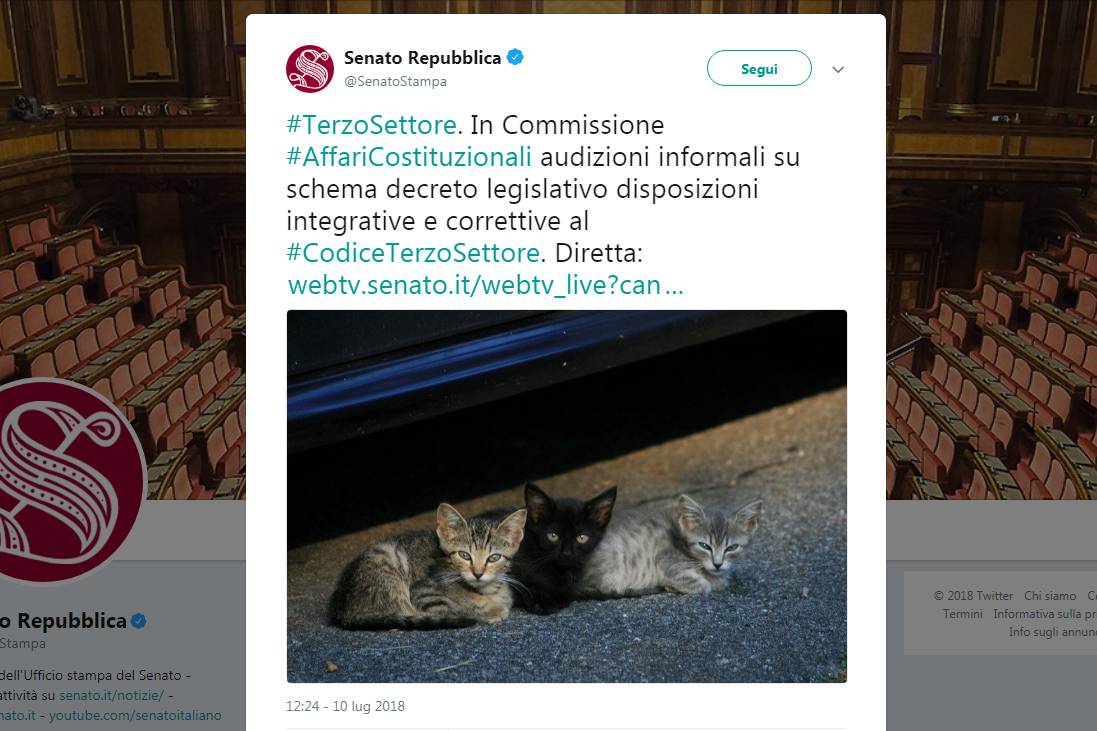 Sull'austero social del Senato spunta... un foto con i gattini