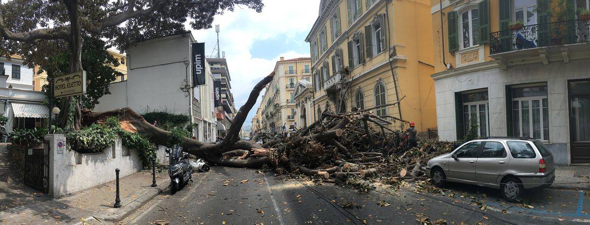 Crolla albero su Aurelia a Sanremo