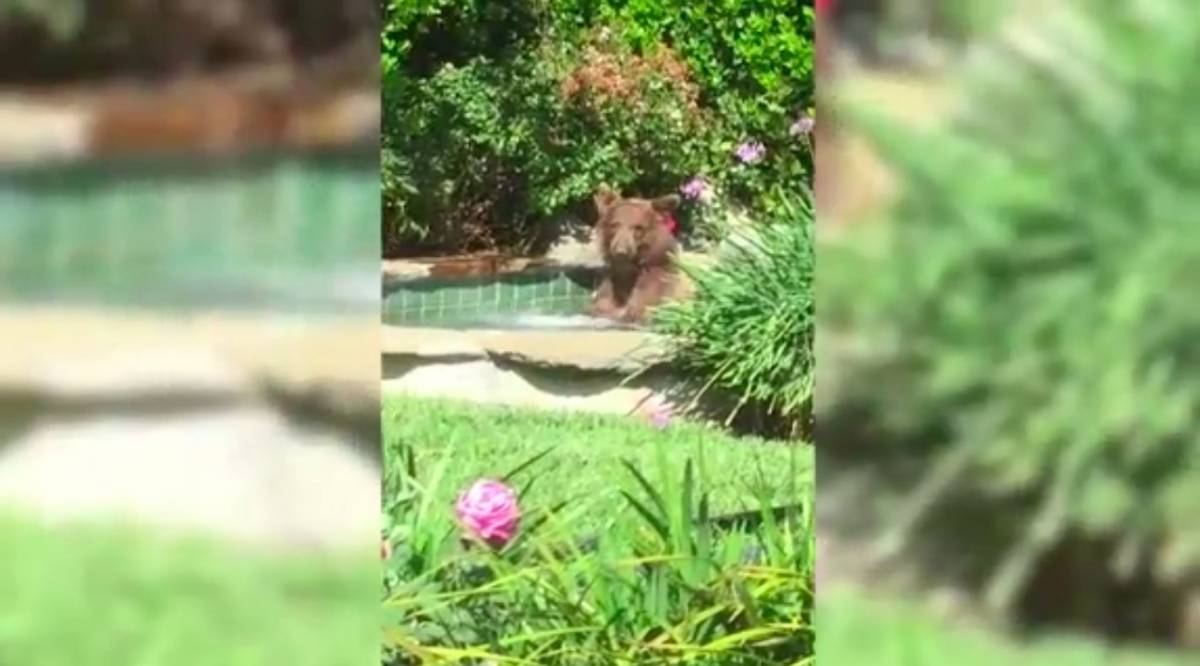 L'orso entra in giardino e si butta in piscina: fa troppo caldo