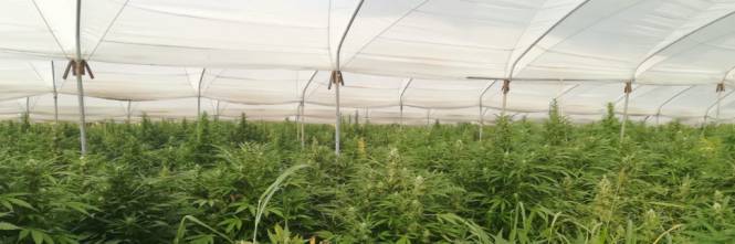 Scoperta piantagione di marijuana: vale 1 milione
