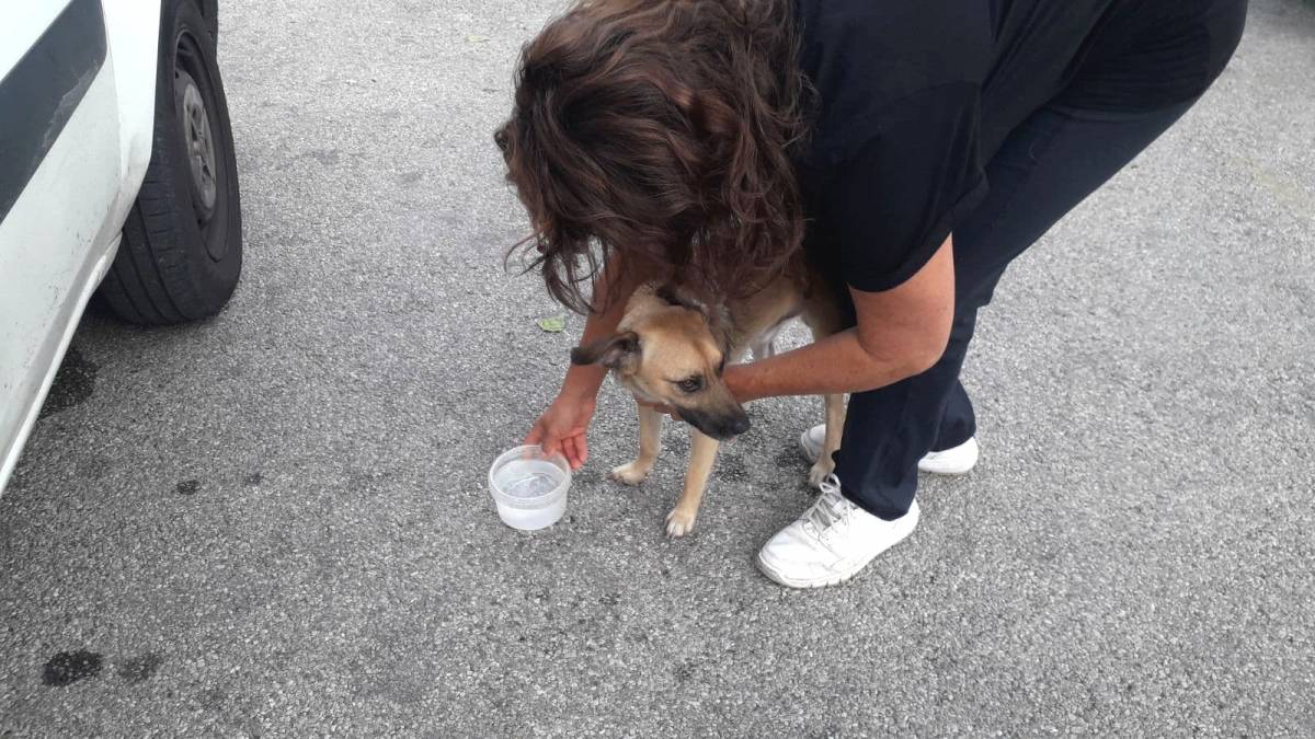 Cane lasciato in auto, salvato dai carabinieri