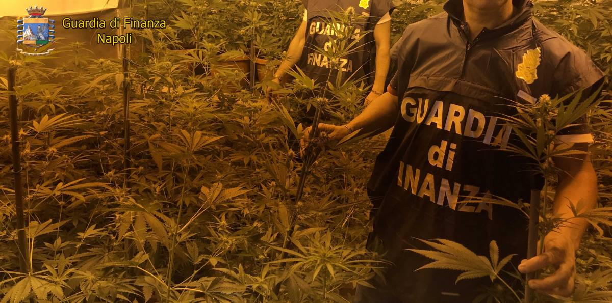 Blitz della Finanza: sequestrate 85 piante di marijuana