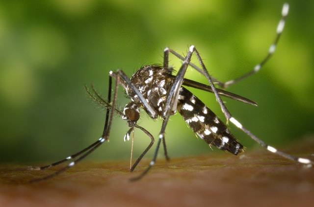 Zanzare tigre: ecco le zone più infestate