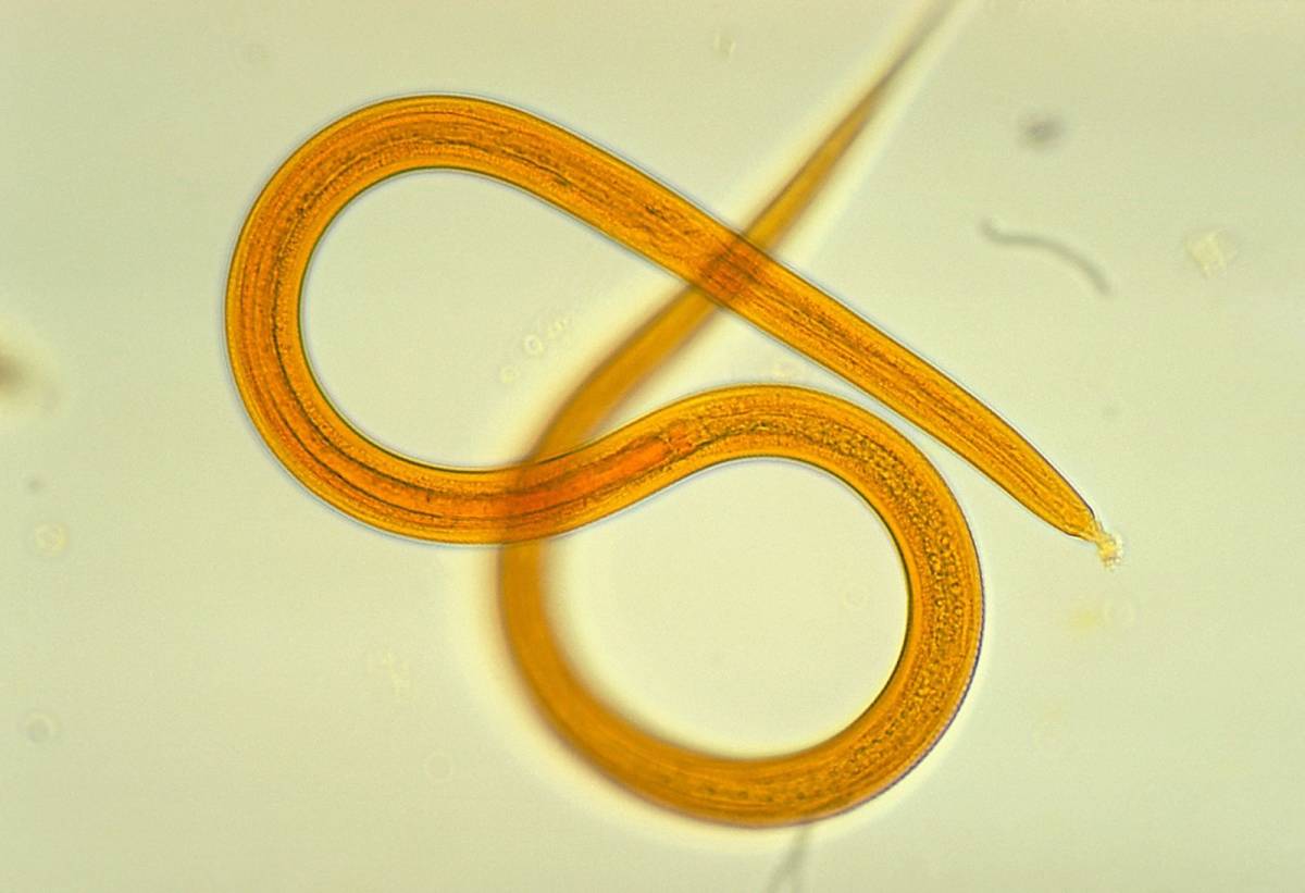 Scienziati riportano in vita vermi ibernati da 42.000 anni