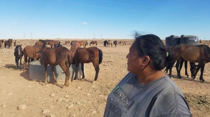 Un esercito di volontari salva dal deserto i cavalli dei pellerossa