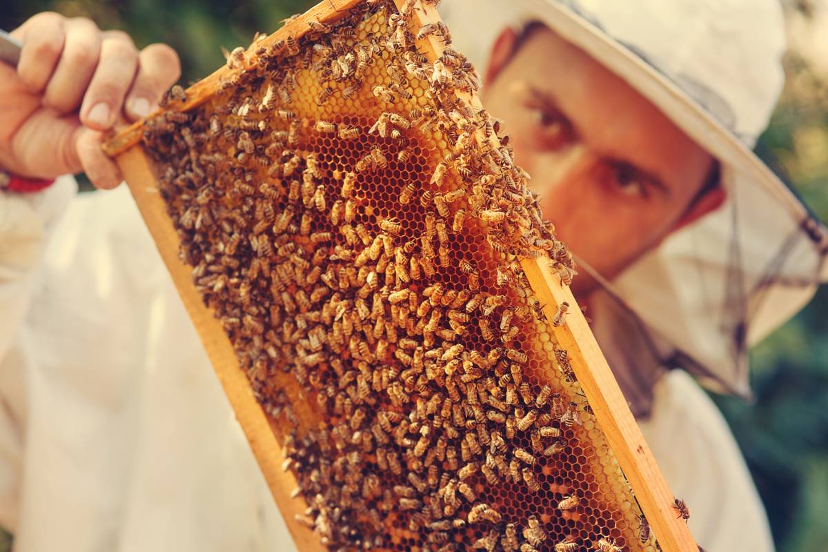 Il caldo «stressa» le api In Italia dimezzata la produzione del miele