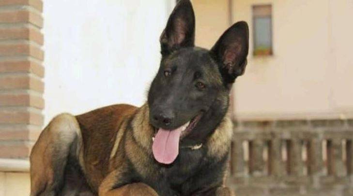 Scomparsa Raja, il cane che salvò 3 fratellini nel terremoto di Ischia. Salvini: "Salviamo quest'eroe"