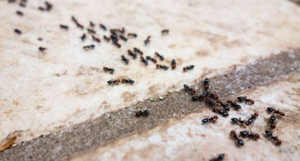 Bari, il reparto di rianimazione invaso dalle formiche