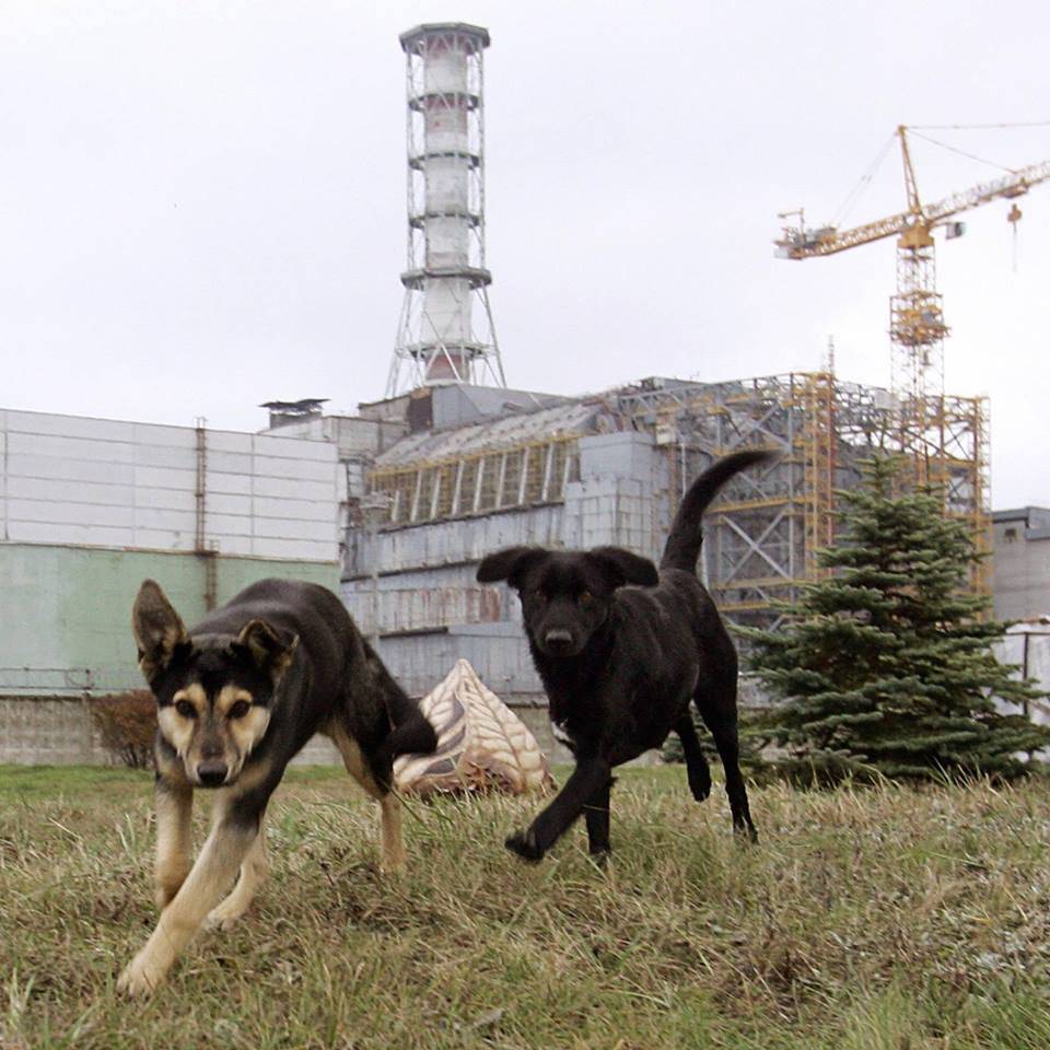 Scampati a Chernobyl soltanto gli animali (ma non sono più loro)
