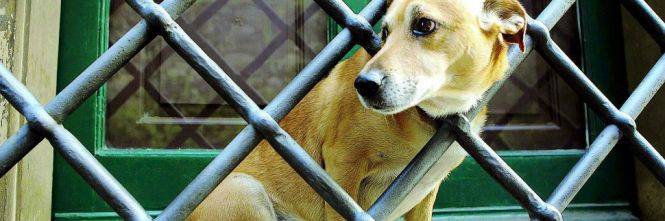 Polpette avvelenate a Trani: cani e gatti in pericolo