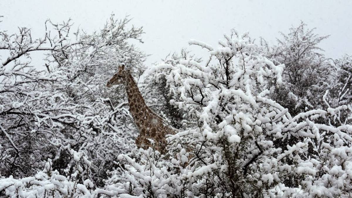 Giraffe nella neve, la foto che stupisce