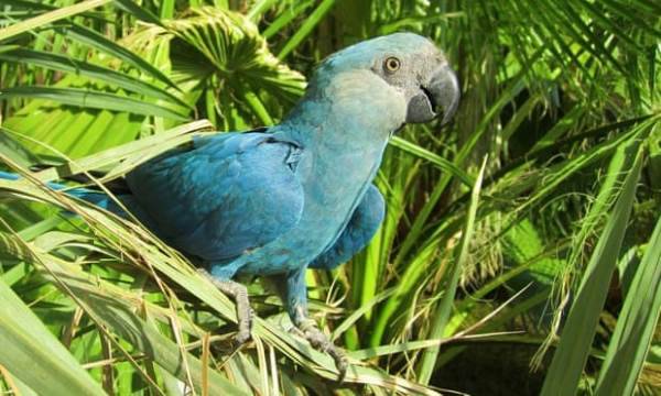 Il pappagallo blu si è estinto: era l'eroe del film "Rio"