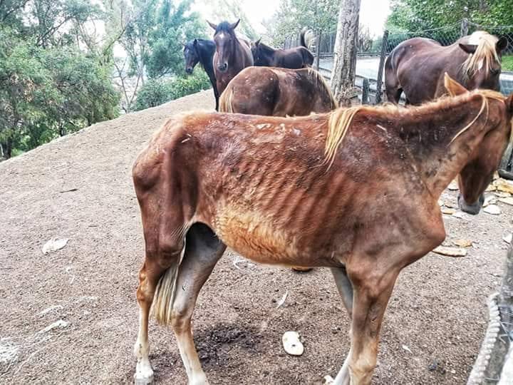 Roma, cavalli malnutriti: denunciato il proprietario dell'allevamento degli orrori