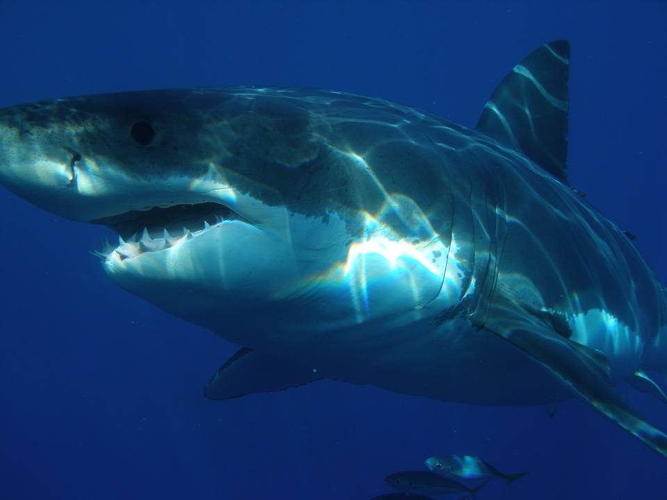 Australia, 33enne ucciso dall'attacco di uno squalo