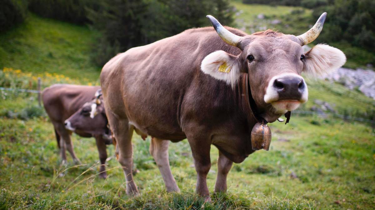 Il referendum in Svizzera lascia le mucche scornate