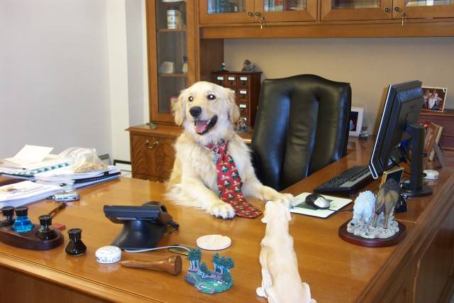 Anche Fido va a "lavorare" col padrone: gli uffici regionali aprono a cani e gatti