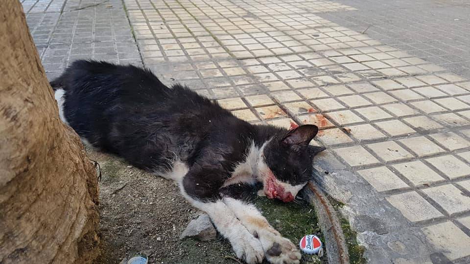 Rumeno sevizia e uccide un gatto di 7 mesi: massacrato di botte