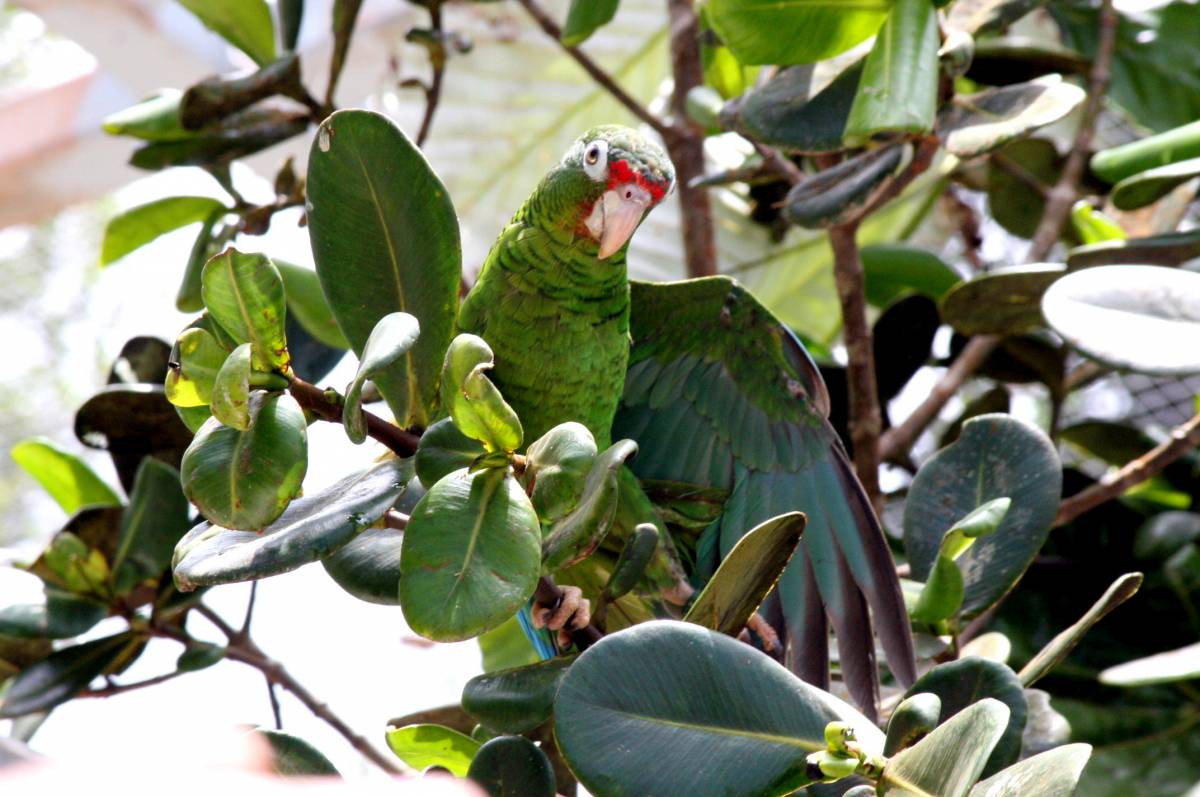 I pappagalli di Porto Rico, corsa contro il tempo per impedire l'estinzione